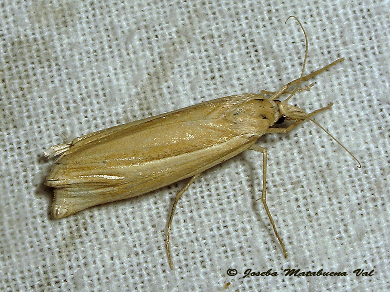 Crambidae da id. - Ancylolomia tentaculella